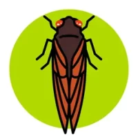 Cicada Safari
